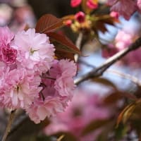 ネーブルパークのきれいな八重桜