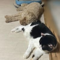 列をなす