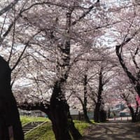 2025みちのく三大桜名所・北上展勝地