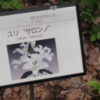 日比谷公園の百合（ユリロード）が満開に咲いているよ！これは楽しみやぁ～