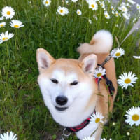 2024/6/10　グランドカバーに・今年最初の収穫・6月の柴犬さくら