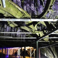 西寒多神社のライトアップ
