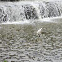 川面で戯れる水鳥たち、何話してるの？　餌をキャッチした瞬間！！