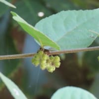 松尾寺周辺で植物調べ３