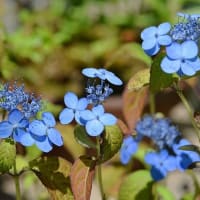 鉢植えのヤマアジサイ　ｇ、土佐ノ海