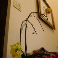 初めて咲いた「蘭の花」