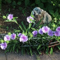 タペストリー掛け替え＆庭の花達