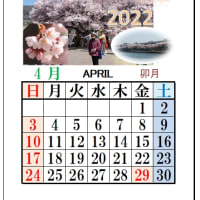 桜三昧