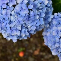 謎の赤いひかりと蒼い紫陽花。