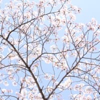 猪名川町　イナホールの桜