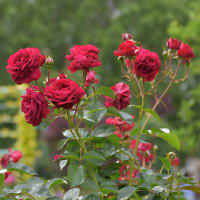 春薔薇（その１・浜名湖ガーデンパーク花の美術館）