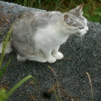 雨の江津湖畔