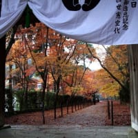 京都　紅葉100シリーズ　粟生・光明寺 NO.17