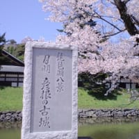 彦根城や安土城跡と桜