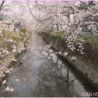 陽気に誘われて、満開となった川沿いの桜を観に婆やと昨日の昼前に訪れて・・・