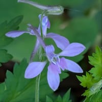 大飛燕草、風鈴草、芹葉飛燕草。