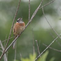 イソヒヨドリ、キジ、ホオジロ