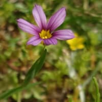 人知れずカキツバタが咲く公園