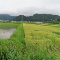 沖縄関連の慰霊の日は幾つもあるようです。