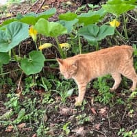今日はオンラインワークショップしてまして