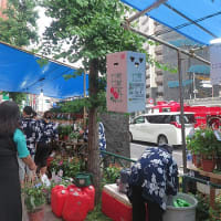 入谷鬼子母神の朝顔市にて