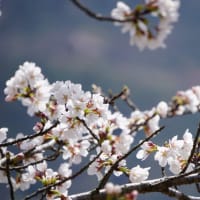 2025年お花見