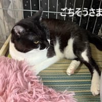 おさかな　ぺろり。