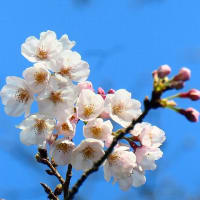 続・桜の開花状況