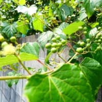 昨日と今日のこと・・・