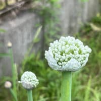 大根の鞘