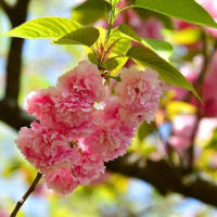 松山総合公園の桜