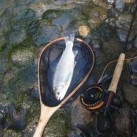 酷暑の中レインボー狙う！！・・・・プライベート釣行