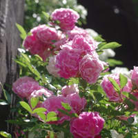 今年も白い蔓薔薇が咲きました