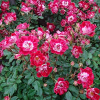 植物公園の「バラ展」に行く