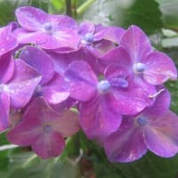 紫陽花「ラグーン」　5