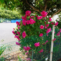 日陰のバラ　Les roses dans l’ombre.
