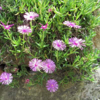 猛暑の日々は青と紫の花で涼む