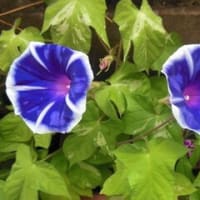 子どももコロッケづくり