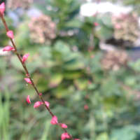 水引の花