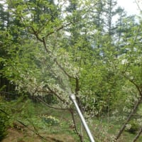 果樹類の防除作業