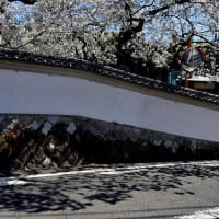 大徳寺の桜