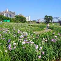 小岩菖蒲園