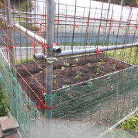 自宅の横の畑を少し借りて野菜を植えました