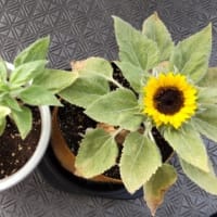 たぶん61日目