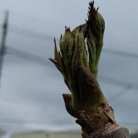 旬の食材