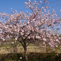 明徳寺川の八重桜