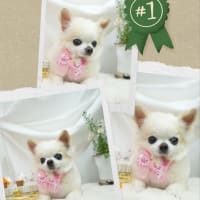 12日のお客様