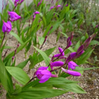庭の花　