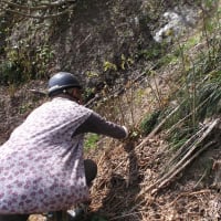 連載331「ゼンマイ採りの姿が見えないなー」(その１)