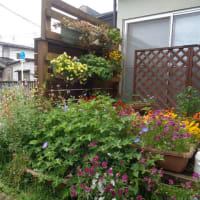 2025年　我が家の草花達②